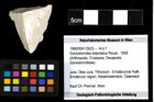 Foto (Objekt + Etiketten) von Goniodromites bidentatus (Reuss, 1858) 